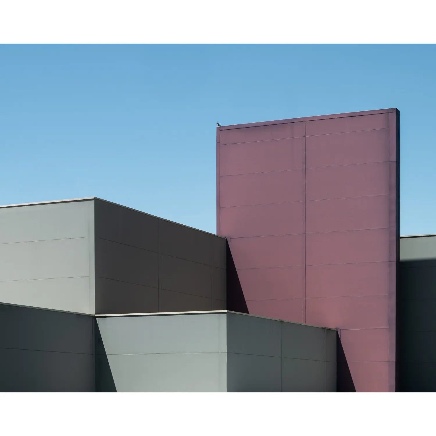 Birds aren't real. Canberra minimalist photography print preview, full image.